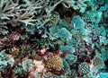 South Pacific Coral Colony Detail