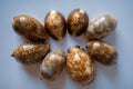 South Pacific Cowrie Shells