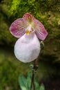 Aphrodites Phalenopsis Orchid, National Orchid Garden, Botanical Gardens, SIngapore Royalty Free Stock Photo