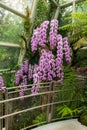 Aphrodites Phalenopsis Orchid, National Orchid Garden, Botanical Gardens, SIngapore Royalty Free Stock Photo