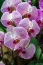 Aphrodites Phalenopsis Orchid, National Orchid Garden, Botanical Gardens, SIngapore Royalty Free Stock Photo