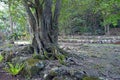 South Pacific Polynesian Marae Rarotonga Cook Islands Royalty Free Stock Photo