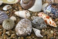 South pacific shells Royalty Free Stock Photo