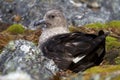 South Polar Skua female is sitting on eggs in a nest