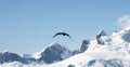 South Polar Skua in Flight