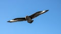 South Polar Skua in Flight