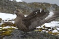 South Polar Skua near the nest during the breeding season