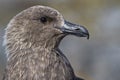 South Polar Skua portrait Antarctic