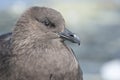 South Polar Skua portrait sitting on the rock of the Antarctic