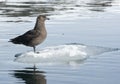 South polar skua sitting on an ice floe floating.