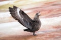 South Polar Skua