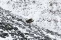 A South Polar Skuar standing on rocks