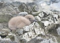 South Polar skuas downy chick.