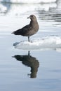 South polar skuas on an ice floe. Royalty Free Stock Photo