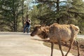 South Rim, Grand Canyon, Arizona - April 19, 2015: Photographer makes a photo of Rocky Mountain Elk Royalty Free Stock Photo