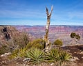 The South Rim of the Grand Canyon Royalty Free Stock Photo