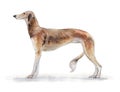 South Russian greyhound painted in watercolor in profile