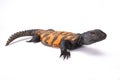 South Saharan spiny-tailed lizard (Uromastyx flavifasciata)