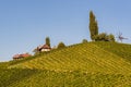 South styria vineyards landscape, Tuscany of Austria