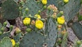 South Texas prickly pear flower