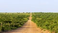 South Texas Ranch Road