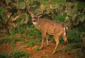 South Texas Whitetail Royalty Free Stock Photo