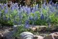 Blue Bonnets among the South Texas Rocks Royalty Free Stock Photo