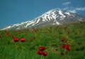 The South view of Mount Damavand
