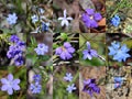 South West Australian Blue Wild flowers Collage