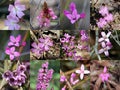South West Australian Pink Wild flowers Collage