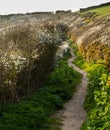 South West coast path near Port Quin, Cornwall Royalty Free Stock Photo