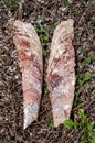 Mediterranean Sea. Large fragments of a valve of shell of Pinna nobilis found on a beach in south-western Sardinia