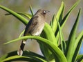 Southafrican bird sitting on Aloe Vera plant