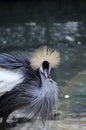 Southafrican crowned crane