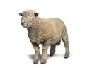 Southdown sheep, Babydoll, smiling sheep, isolated Royalty Free Stock Photo