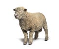 Southdown sheep, Babydoll, smiling sheep, isolated