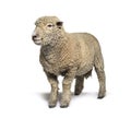 Southdown sheep, Babydoll, smiling sheep, isolated