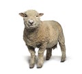 Southdown sheep, Babydoll, smiling sheep, isolated