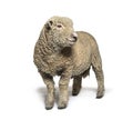 Southdown sheep, Babydoll, smiling sheep, isolated Royalty Free Stock Photo