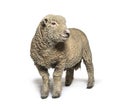 Southdown sheep, Babydoll, smiling sheep, isolated