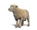 Southdown sheep, Babydoll, smiling sheep, isolated