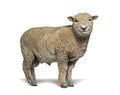 Southdown sheep, Babydoll, smiling sheep, isolated