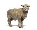 Southdown sheep, Babydoll, smiling sheep, isolated