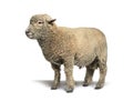 Southdown sheep, Babydoll, smiling sheep isolated