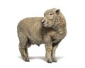 Southdown sheep, Babydoll, smiling sheep isolated