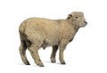 Southdown sheep, Babydoll, smiling sheep isolated Royalty Free Stock Photo