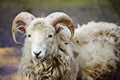 Southdown sheep ram Royalty Free Stock Photo