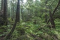 Southeast Alaska forest
