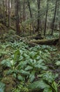 Southeast Alaska forest