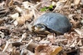 Southeast Asian box turtle, Cuora amboinensis Royalty Free Stock Photo